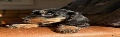 Miniature Dachshund Puppy 2