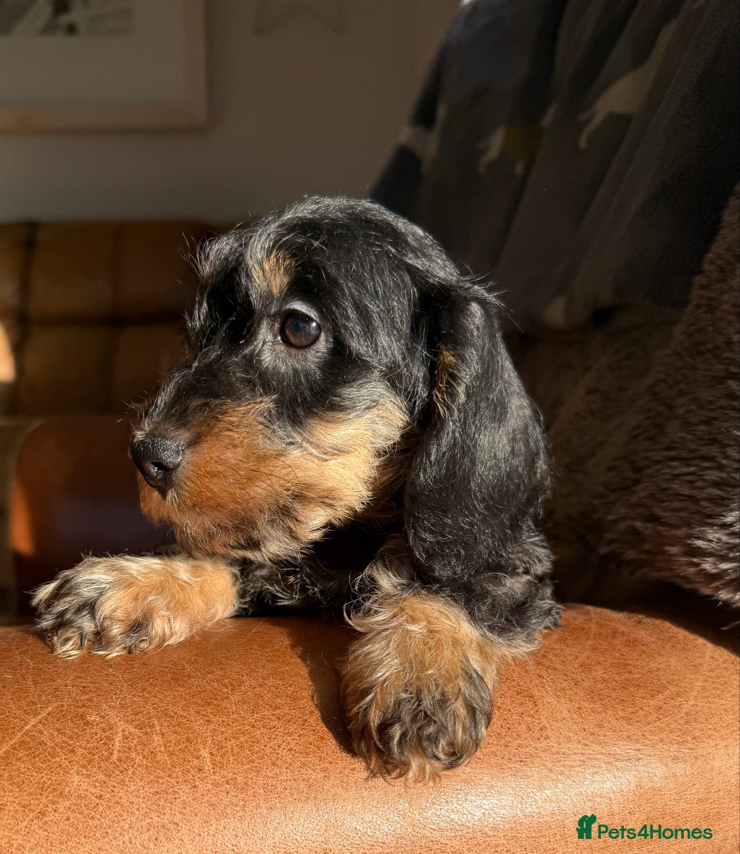 Miniature Dachshund dogs for sale: KC registered mini wires - Advert 9