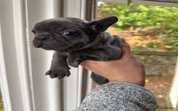 French Bulldog dogs for sale: Home Breed French Bulldog  - Advert 6