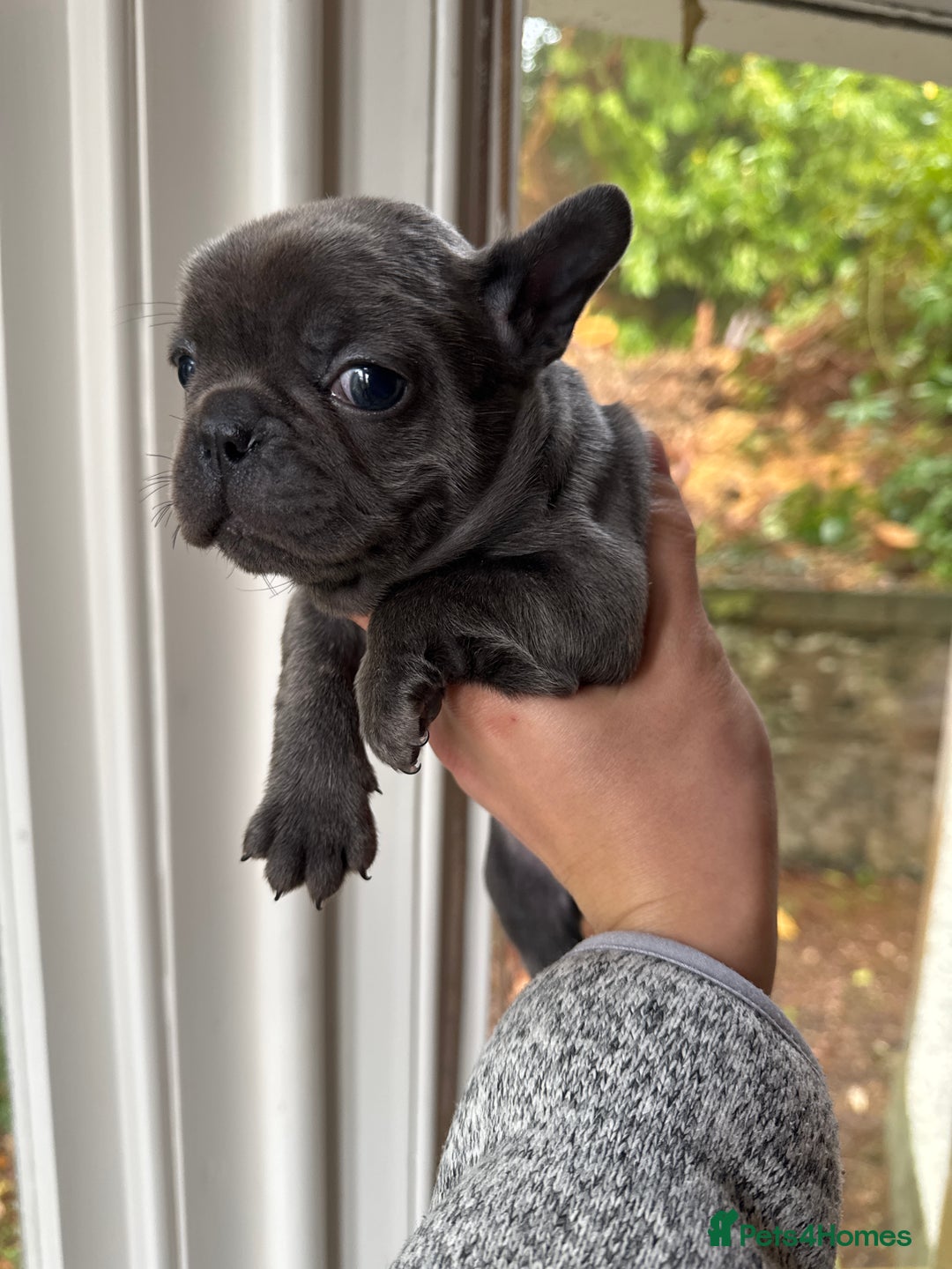 French Bulldog dogs for sale: Home Breed French Bulldog  - Advert 6