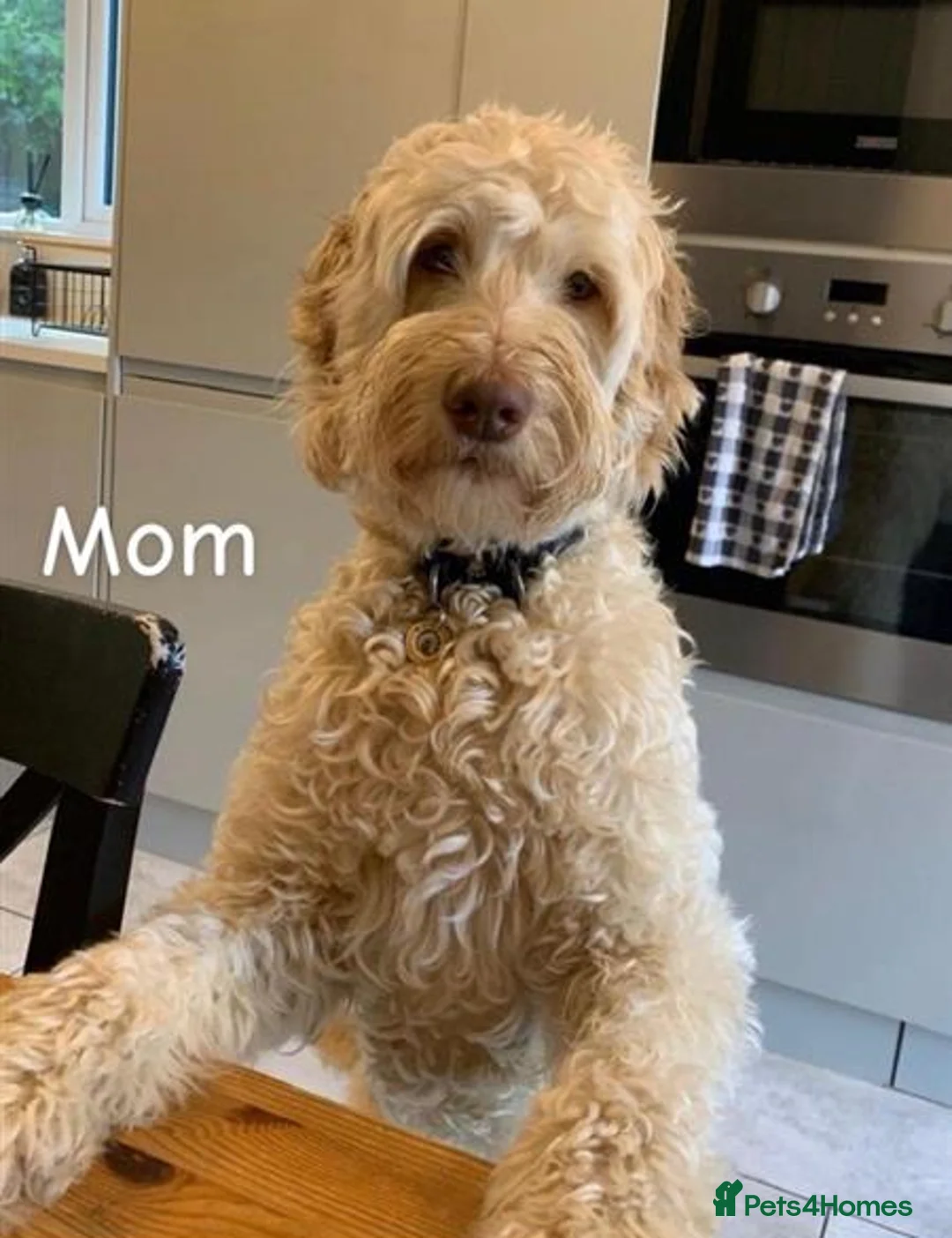 Double Doodle dogs for sale: Nell is expecting Double Doodles  - Advert 1