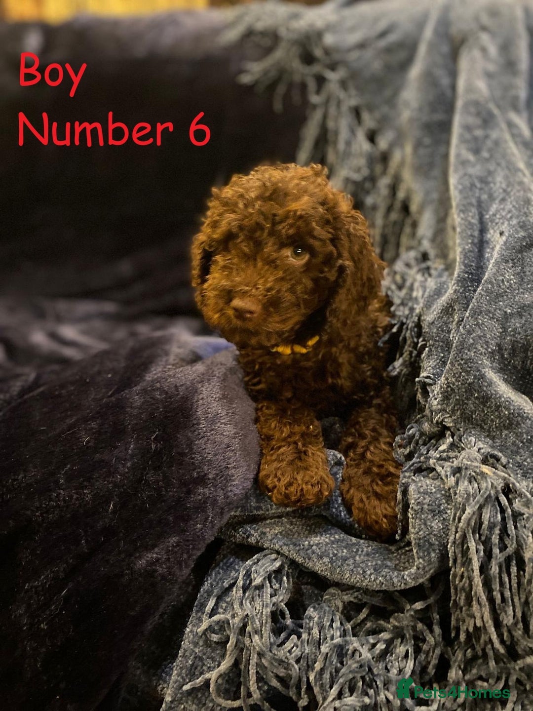 Cockapoo dogs for sale: Chocolate Cockapoo Puppies - PRICE REDUCED - Image 7