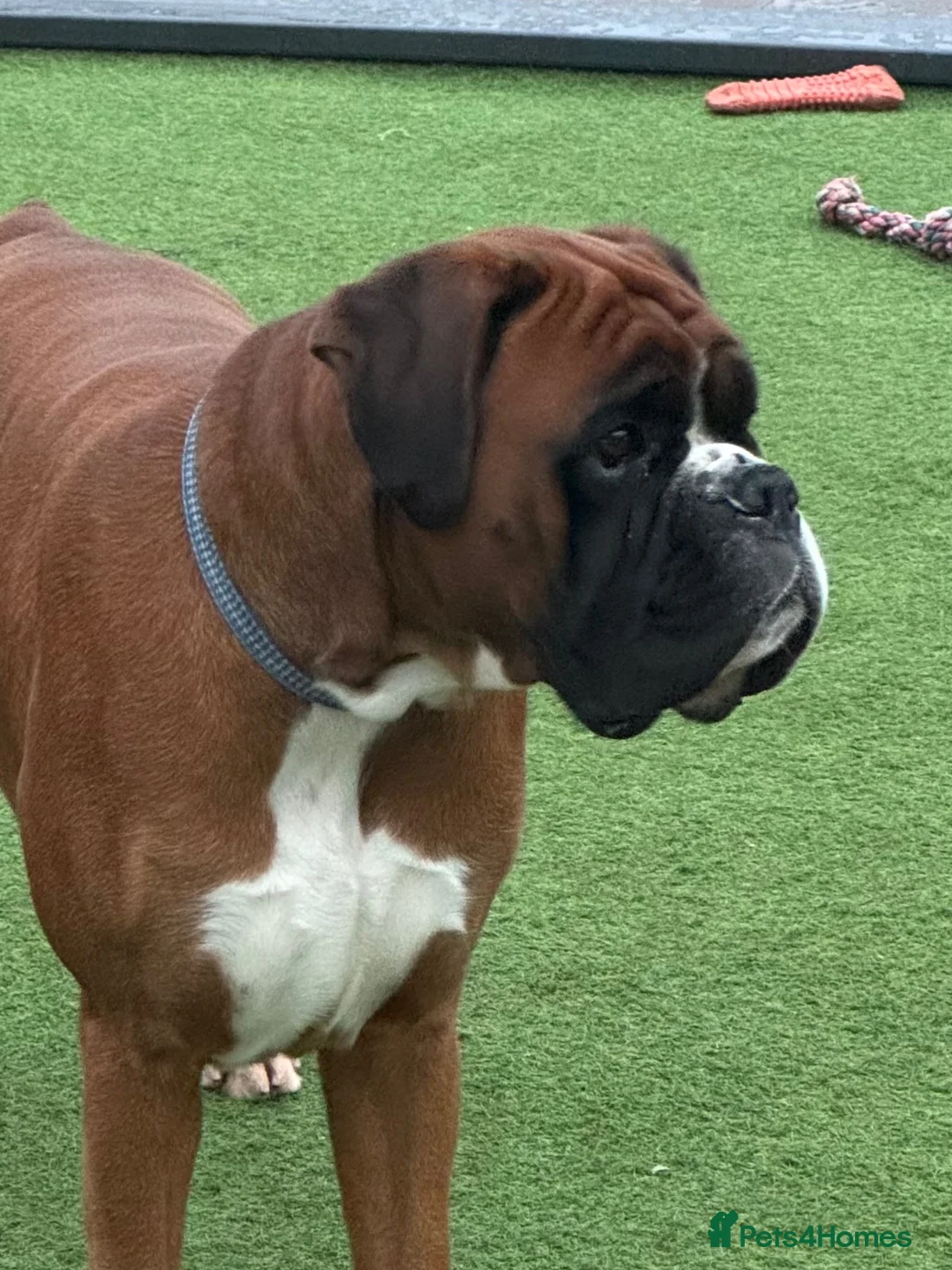 Boxer dogs for stud: Kc Bobtail  - Advert 3