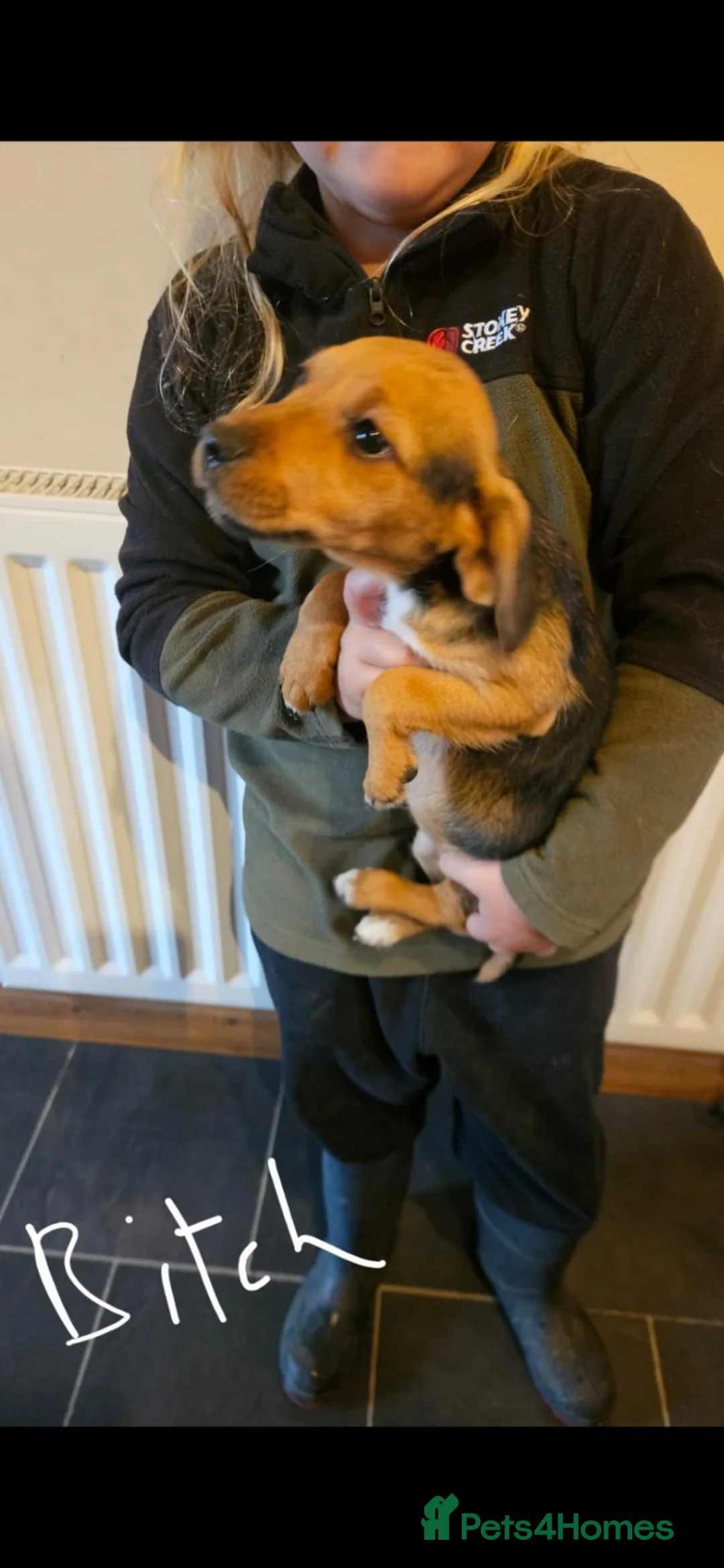 Mixed Breed dogs for sale: Patterdale crossed beagles. - Advert 5