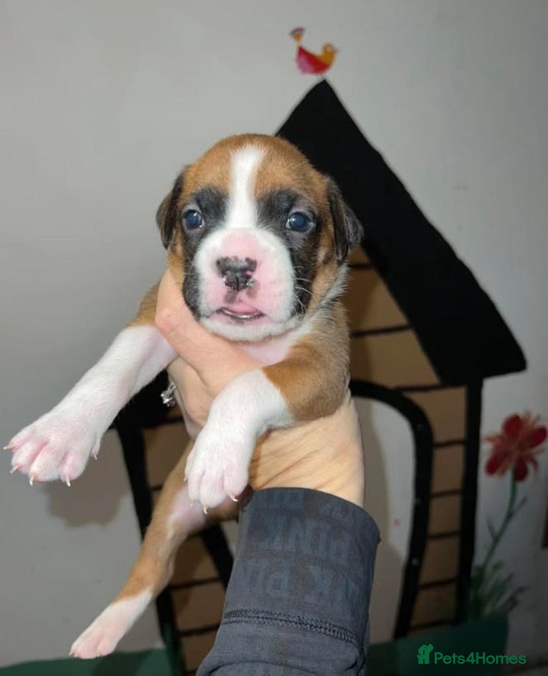 Boxer dogs for sale: !!Beautiful boxers available - Image 8