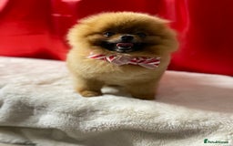 Pomeranian dogs for sale: Orange male Pomeranian Russian lines 🧡 - Image 7