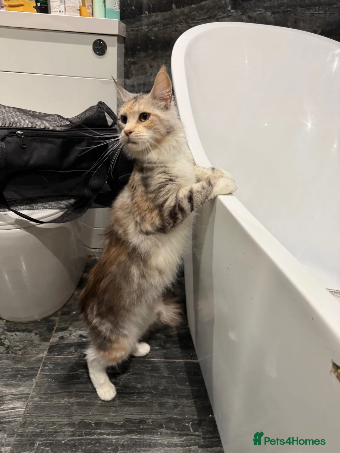 Maine Coon cats for sale: Pregnant female and male tica active/health tested - Advert 1
