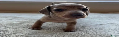 Dachshund 6
