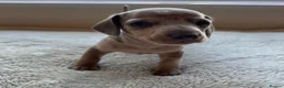 Dachshund dogs for sale: Standard Dachshund Puppies in Eye - Advert 6