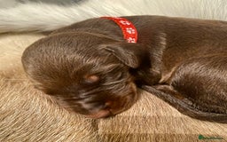 Dobermann dogs for sale: KC REGISTERED HEALTH TESTED DOBERMAN PUPS - Image 34