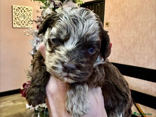 Cockapoo dogs Lovely American Cockapoo Pups Chocolates & Merles - Advert 4