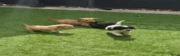 Mixed Breed dogs for sale:  🐾 READY NOW - Cavapoochon Puppies 🐾 - Advert 20