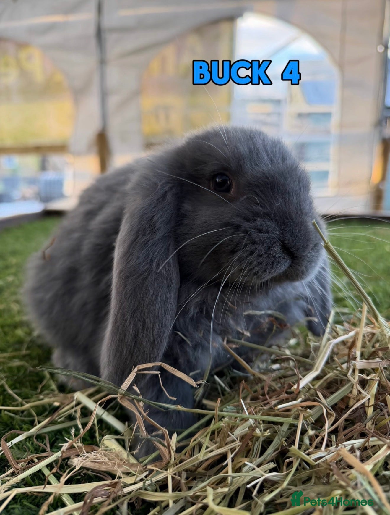 French Lop rabbits ONLY 2 left! - Handsome French Lop Bucks🐰💙 - Advert 2