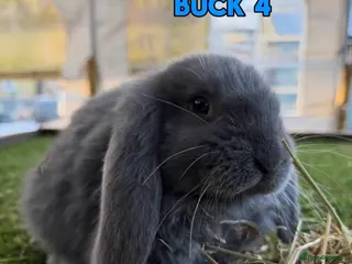 French Lop rabbits ONLY 2 left! - Handsome French Lop Bucks🐰💙 - Advert 2
