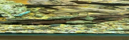 Plecos fish for sale: Juvenile Bristlenose Plecos  in Melton Mowbray - Advert 2