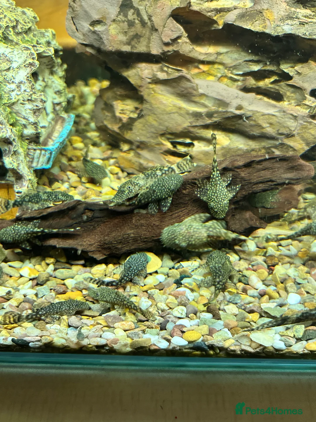 Plecos fish for sale: Juvenile Bristlenose Plecos  in Melton Mowbray - Advert 2