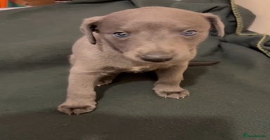 Whippet dogs - Advert 13