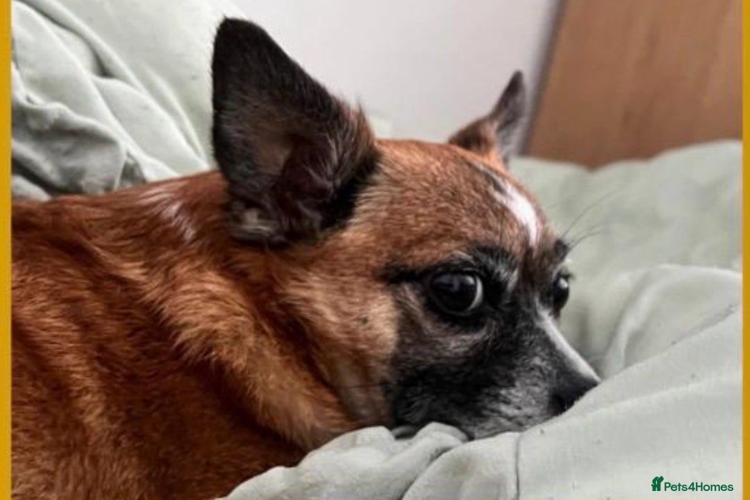 Mixed Breed dogs for sale: Loving home for bear bear  - Advert 4