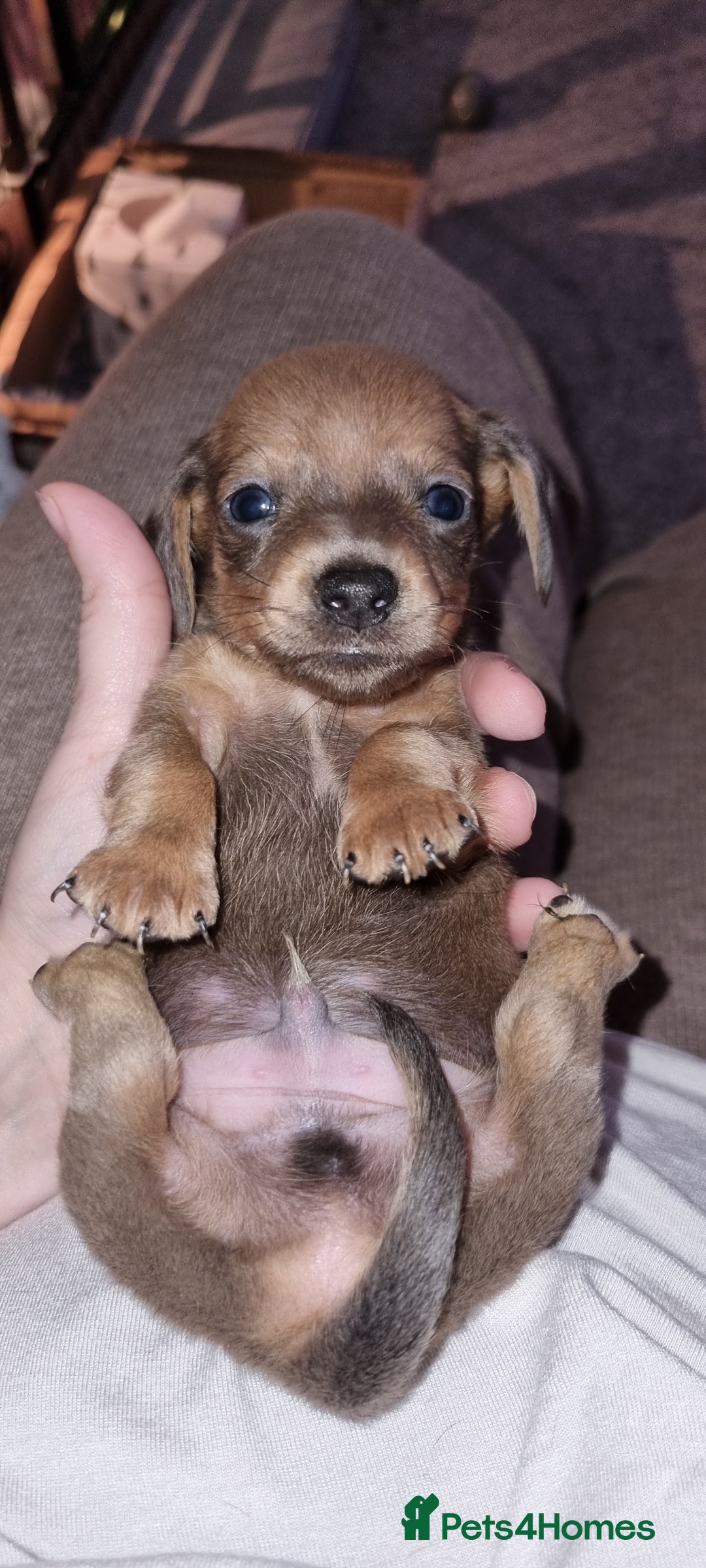 Miniature Dachshund dogs for sale: Short haired Minature Daschunds puppies  - Advert 3