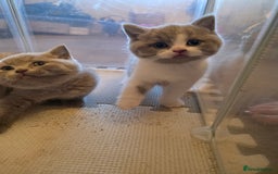British Shorthair cats for sale: GCCF Registered British Shorthair Kittens - Image 9