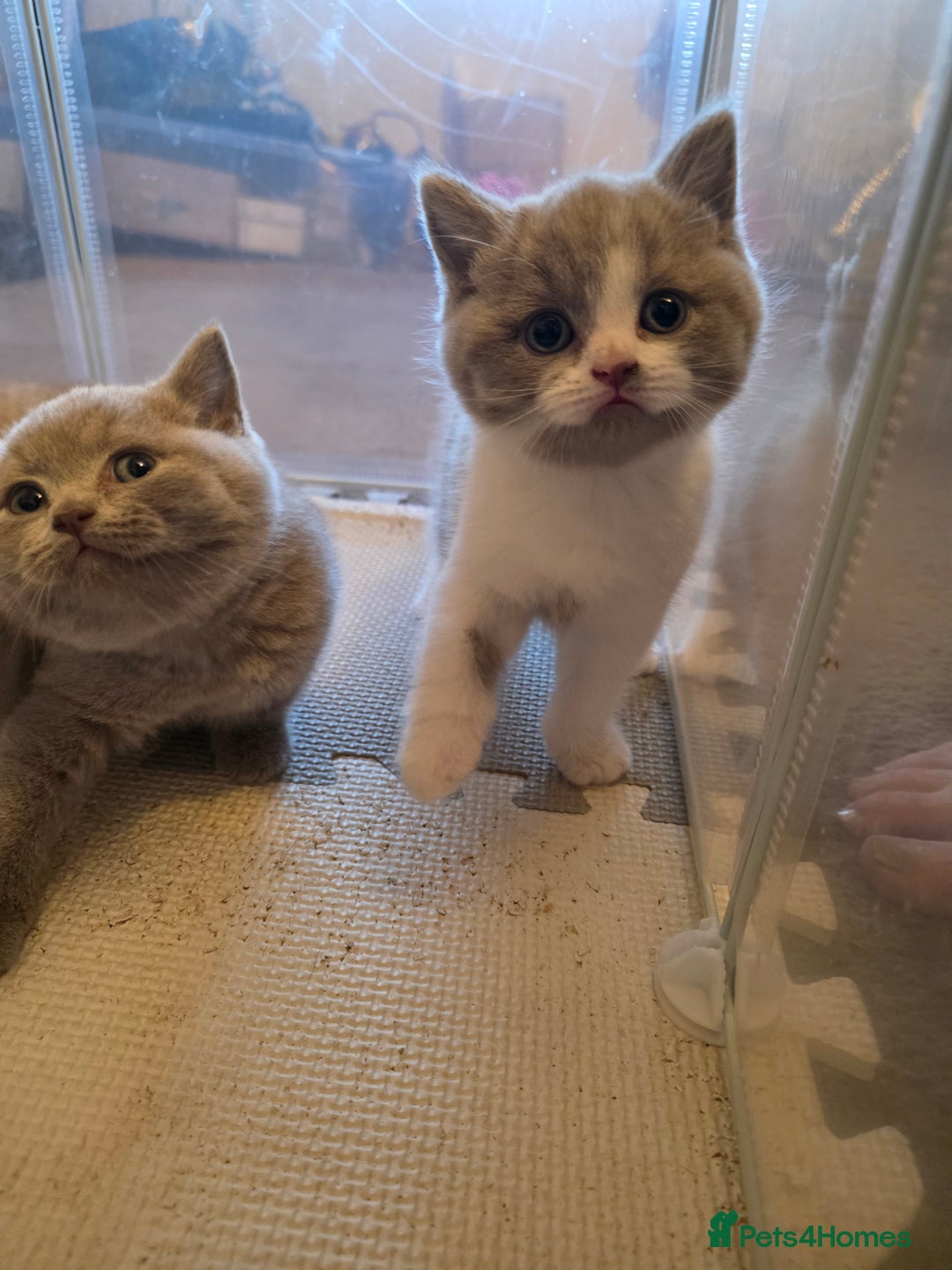 British Shorthair cats for sale: GCCF Registered British Shorthair Kittens - Image 9