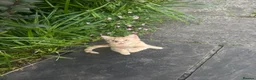 Mixed Breed cats for sale: 2 kittens, brother and sister  in London - Advert 4