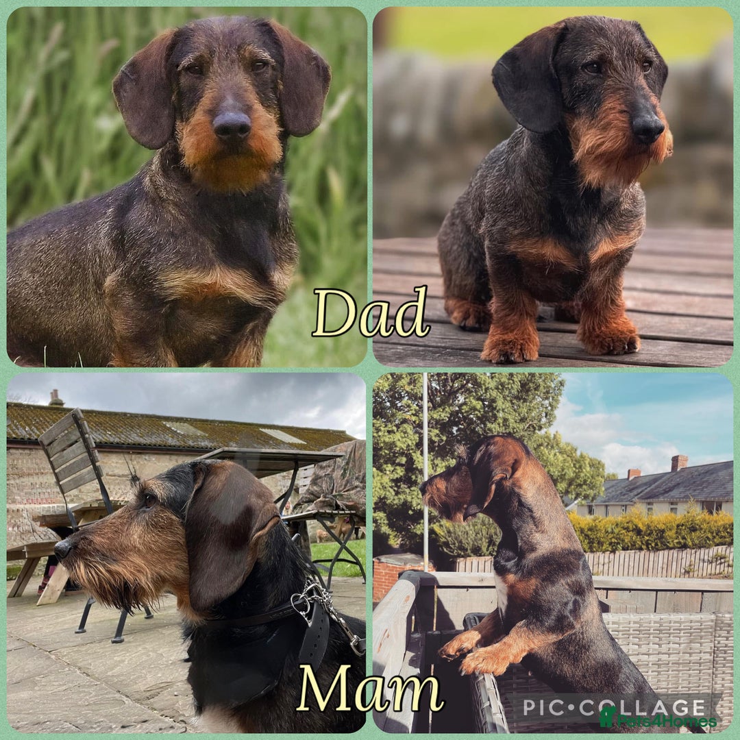 Dachshund dogs for sale: wirehaired dachshunds (teckels) - Image 30