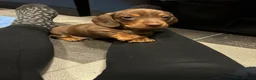 Miniature Dachshund dogs for sale: Kc reg miniature dachshund  - Advert 4