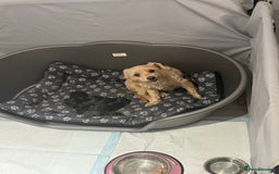 Mixed Breed dogs for sale: Doxiepoos adorable  - Image 7