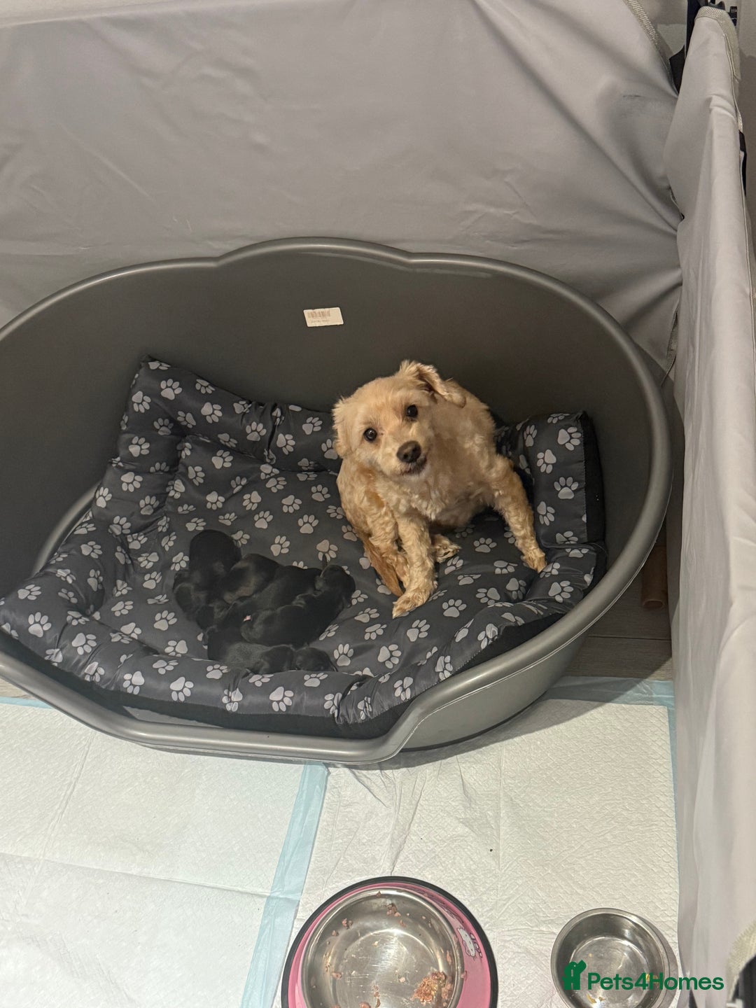 Mixed Breed dogs for sale: Doxiepoos adorable  - Image 7