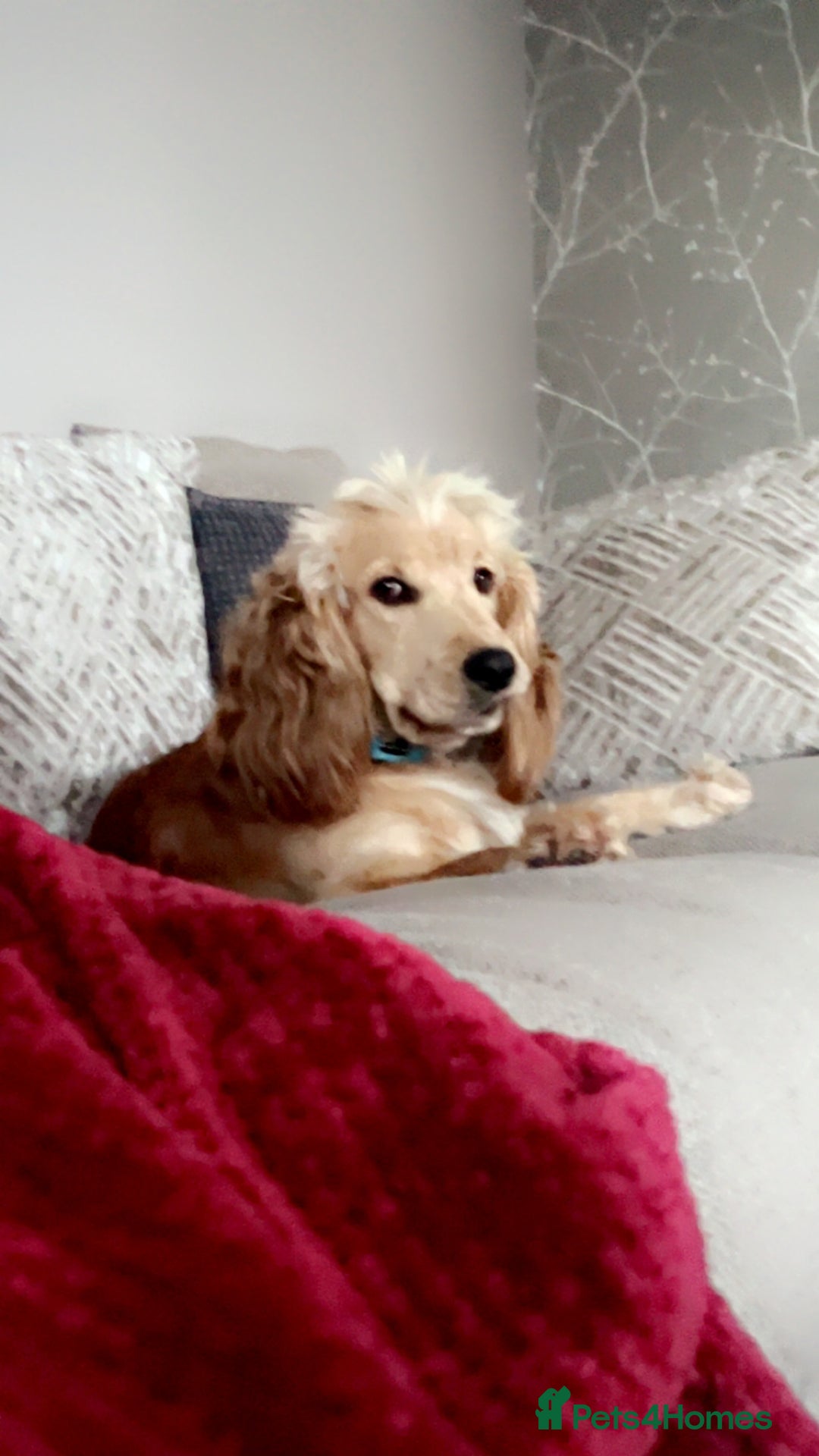 Cocker Spaniel dogs for sale: Marley - Image 1