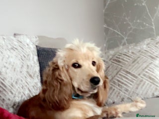 Cocker Spaniel dogs - Advert 2