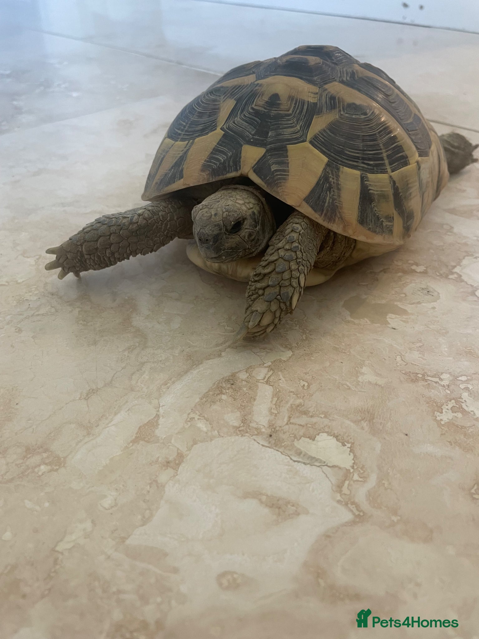 Hermann Tortoise reptiles Hermanns Tortoise with complete setup - Advert 1
