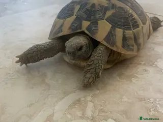Hermann Tortoise reptiles Hermanns Tortoise with complete setup - Advert 1