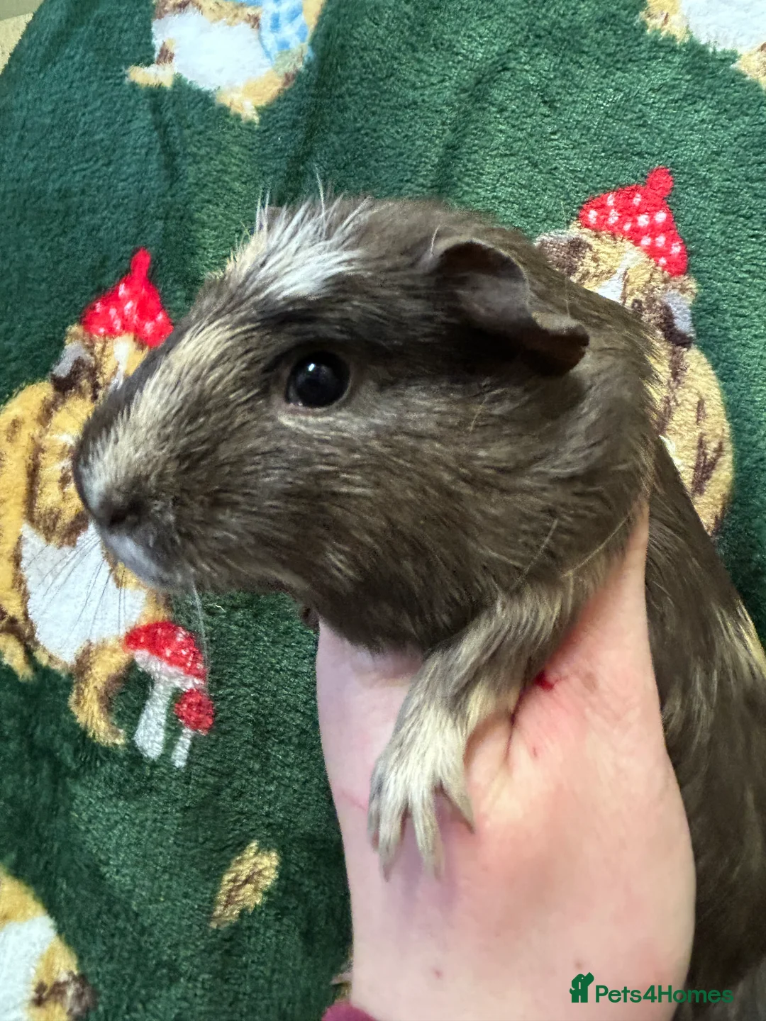 Guinea Pig rodents for sale: Baby female Guineapigs  - Advert 4