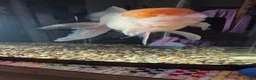 Fancy Goldfish fish for sale: GIANT ORANDA - Advert 6