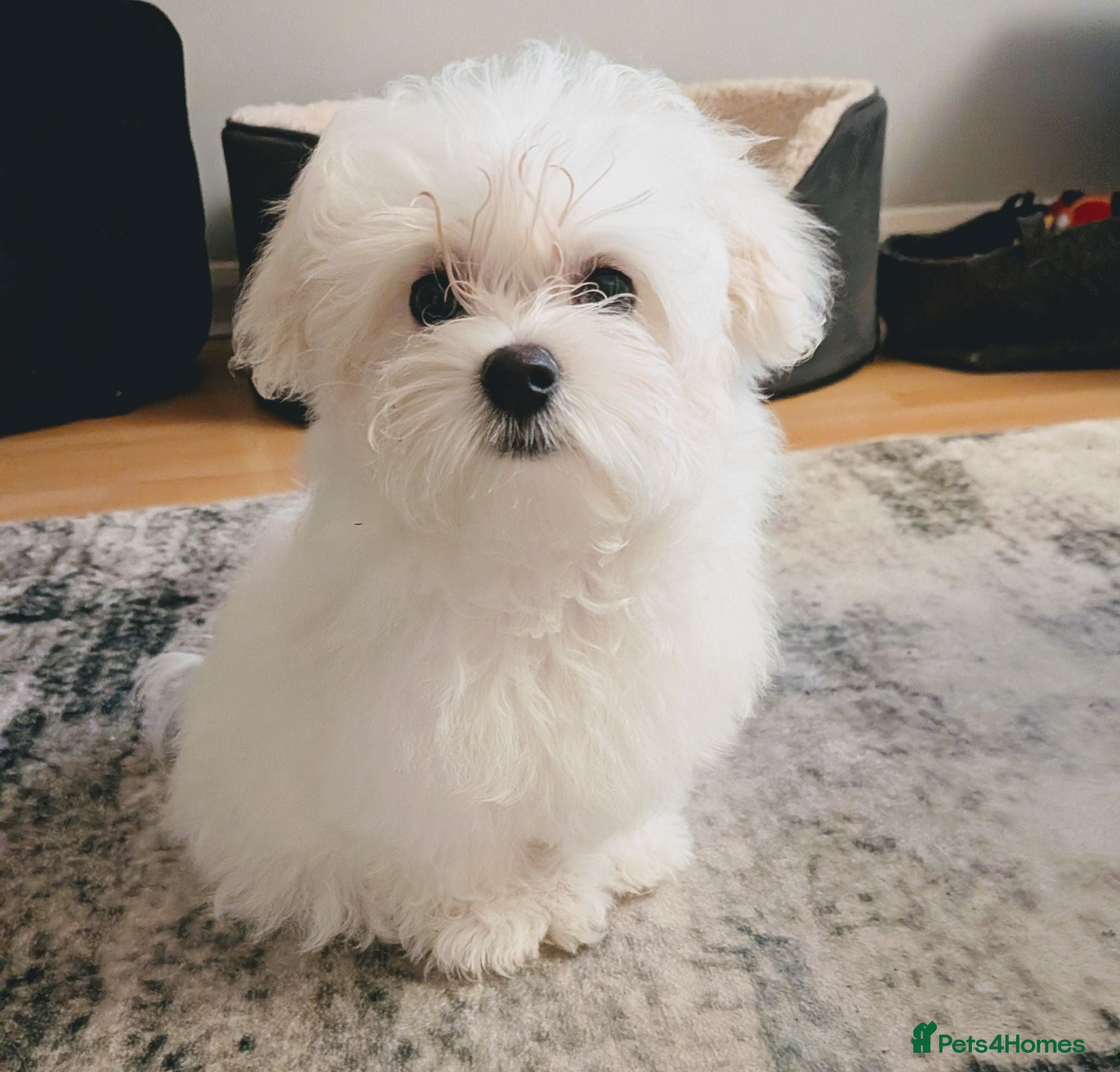 Maltese dogs Last Maltese Boy Available 🐾 KC Registered - Advert 1