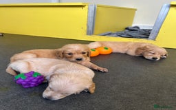 Golden Retriever dogs for sale: Golden retriever puppies for sale  - Image 16
