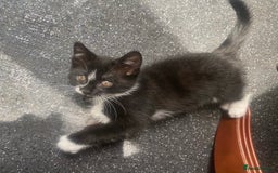 British Longhair cats for sale: Price drop 2 Gorgeous Female Kittens For Sale - Image 1