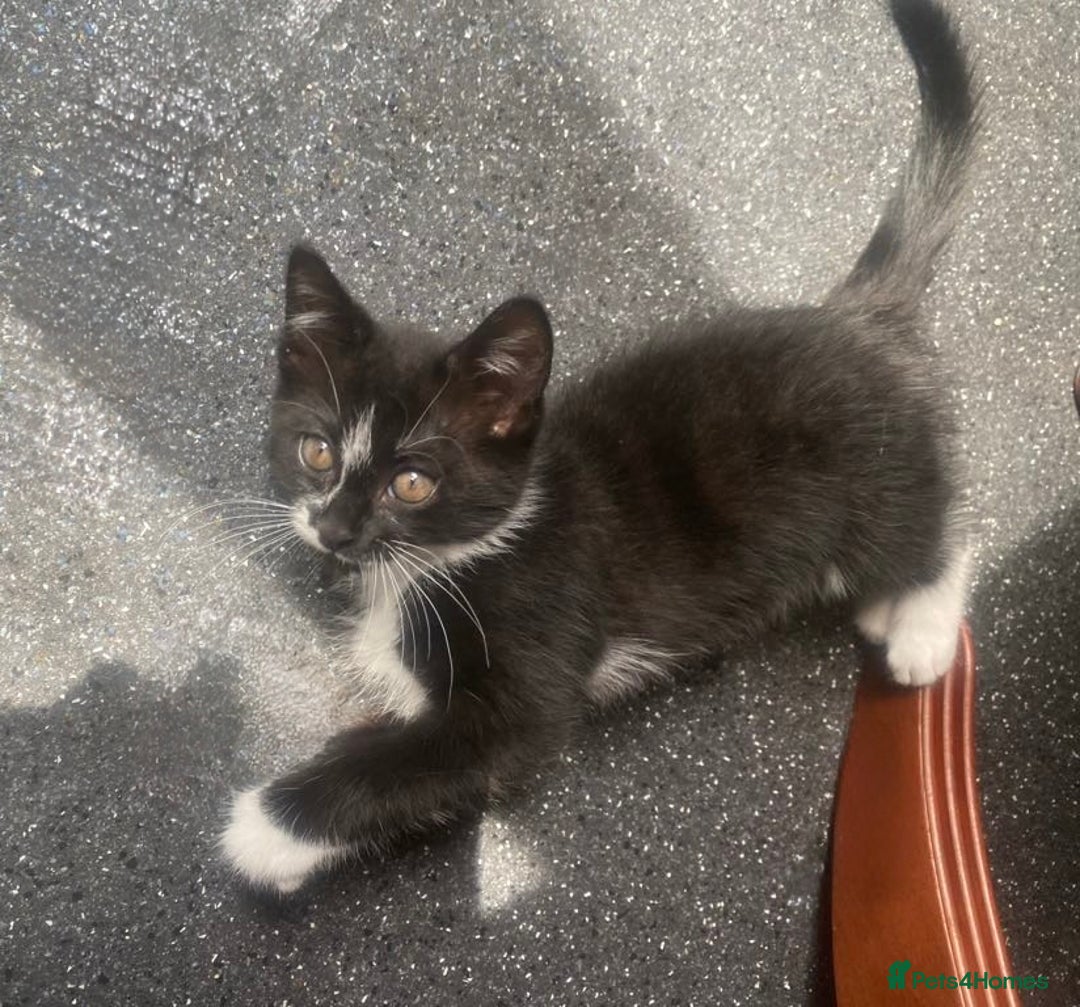 British Longhair cats for sale: Price drop 2 Gorgeous Female Kittens For Sale - Image 1