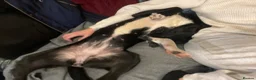 Mixed Breed dogs for sale: Luna  - Advert 7