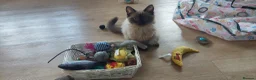 Ragdoll cats for sale: Ragdoll cross British blue  - Advert 3
