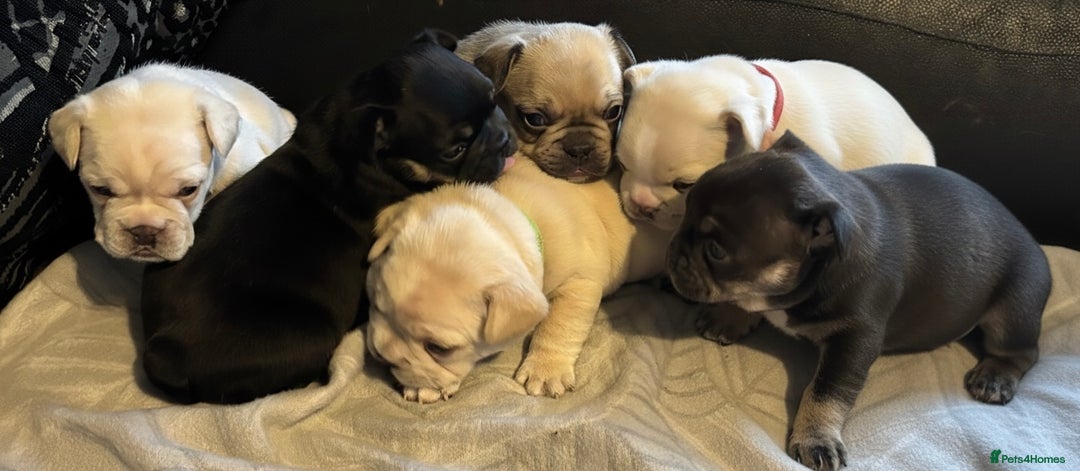 French Bulldog dogs for sale: 3 Beautiful French Bulldog Puppies  - Advert 5