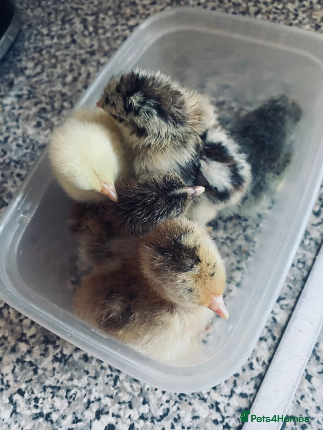 Chickens poultry for sale: Pekin bantam chicken chicks - Advert 7