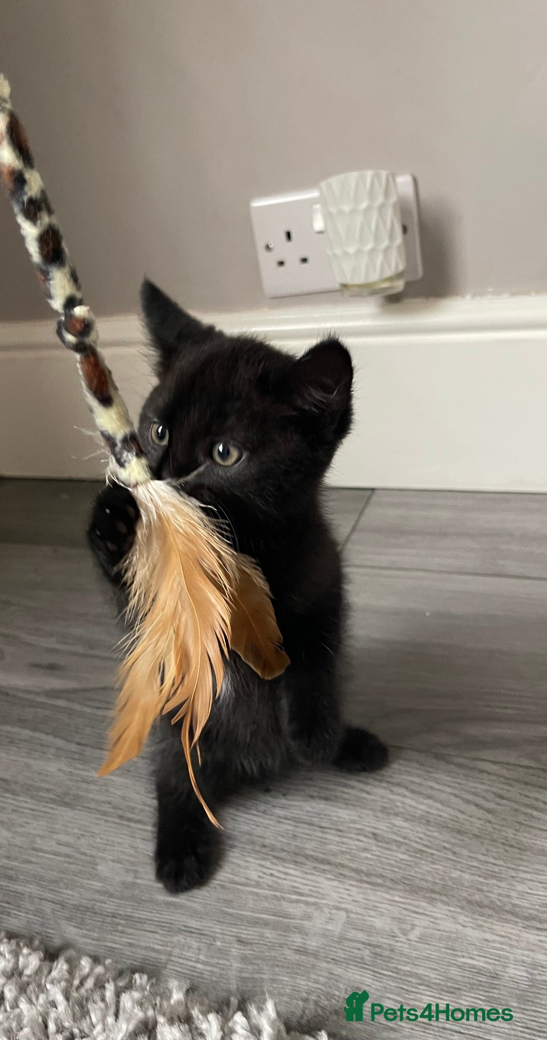 Mixed Breed cats for sale: 5 Kittens for sale  - Image 15