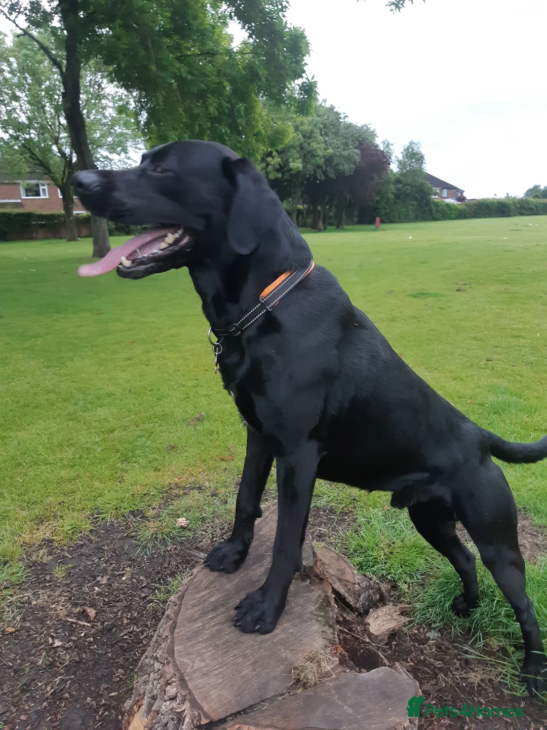 Labrador Retriever dogs for stud: Black Labrador for stud - North West - Proven stud in Saint Helens - Advert 6