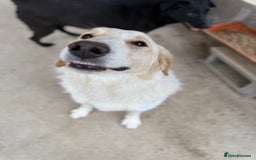 Mixed Breed dogs for adoption: Levi is searching for a family - Image 3