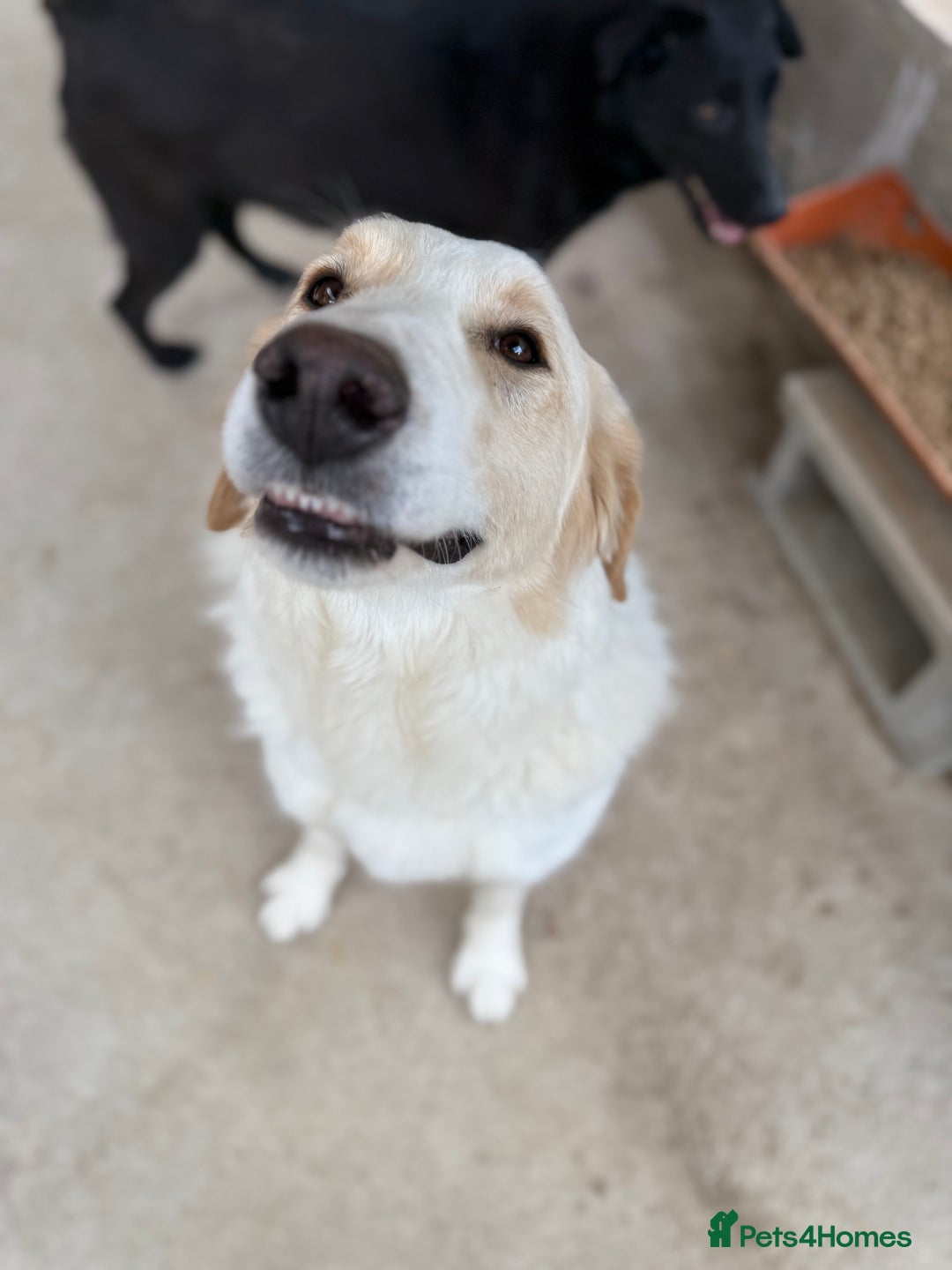 Mixed Breed dogs for adoption: Levi is searching for a family - Image 3
