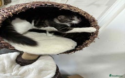 Mixed Breed cats for sale: Beautiful mixed breed looking for a new home  - Image 5