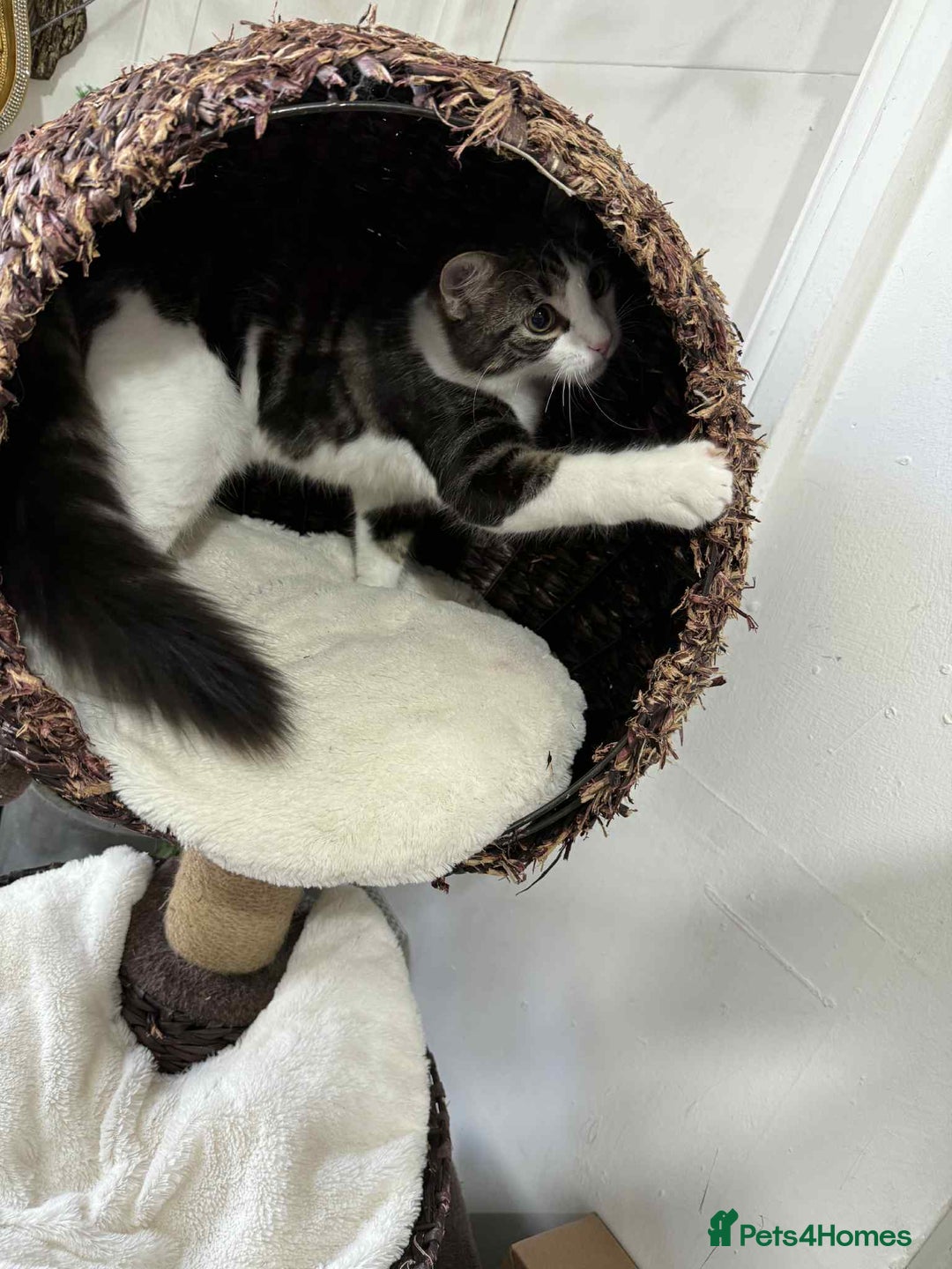 Mixed Breed cats for sale: Beautiful mixed breed looking for a new home  - Image 5